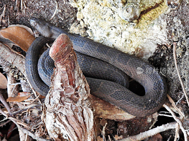 棕色水蛇(Nerodia taxispilota)——在岩石附近休息
